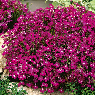 Lobélie érine - Rouge Carmin - Accent rouge intense pour massifs - Lobelia erinus