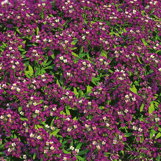 Alysse Odorant - Violet Foncé - Floraison continue tout l’été - Lobularia maritima