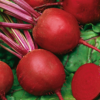 Betterave RONDE ROUGE FONCÉ - Facile à cultiver, variété productive - Sachet géant - 500 g