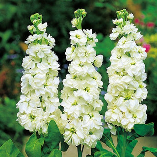 Giroflée - Excelsior Avalanche - Blanc classique pour massifs et bouquets - Matthiola incana