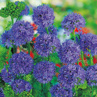 Gilia capitata - Idéale pour les prairies fleuries et les massifs - Gilia capitata - Graines Premium