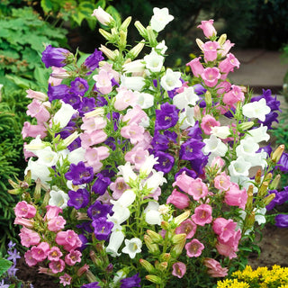 Canterbury Bells Mixed - Charming Bell-Shaped Flowers, Ideal for Borders and Vases - Campanula medium - Premium Seeds