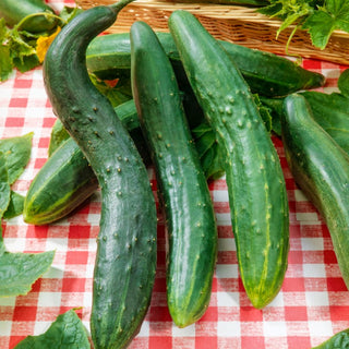 Concombre - Longo Da China - Variété mi-précoce à salade