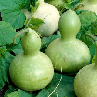 Calebasse - Giant Bottle - Grands fruits uniques en forme de bouteille - Lagenaria siceraria