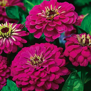 Zinnia à fleurs de Dahlia - Violet Queen - Violet royal à la couleur intense - Zinnia elegans