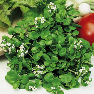 Watercress - Superfood at Your Fingertips! - Nasturtium Officinale - Premium Seeds