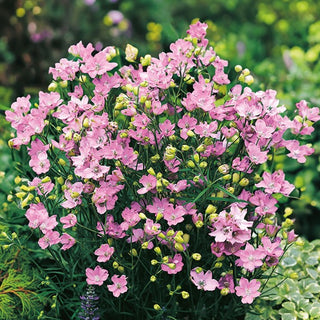 Pied d'alouette de Chine Rose - Haute et majestueuse, fond idéal - Delphinium grandiflorum