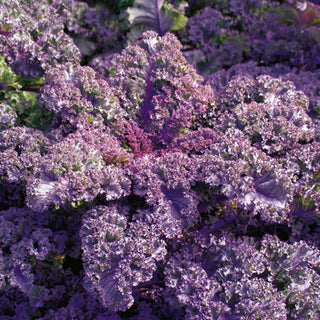 Chou frisé Scarlet - Décoration comestible du potager