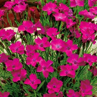 Oeillet deltoïde - Carmin Rouge - Fleurs rouges éclatantes - Dianthus deltoides