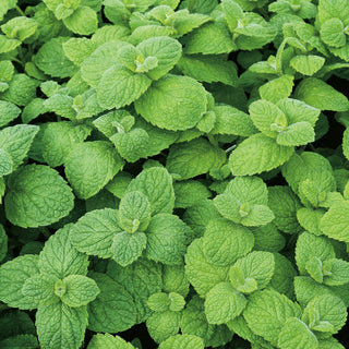 Round-leaved Mint - Explosion of Aroma and Flavour, Incredibly Refreshing - Mentha rotundifolia - Premium Seeds