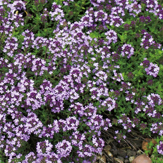Creeping Thyme - Medicinal Beauty for Rockeries - Thymus serpyllum - Premium Seeds