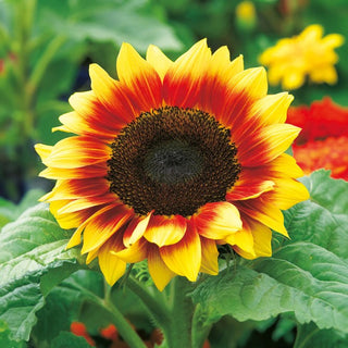 Tournesol - Twilight Zone - Unique, floraison prolongée jusqu’en automne - Helianthus annuus