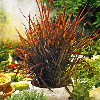 Riz d'Ornement - Black Madras - Ornementale, élancée, décoration élégante pour le jardin - Oryza sativa - Graines Premium
