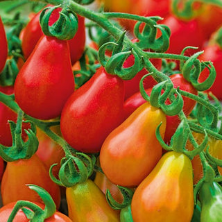 Tomate - Red Pear - Petits fruits en forme de poire, saveur sucrée