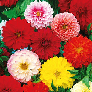 Dahlia Nain - Opera - Double Mélange - Idéale pour les pots et les bordures - Dahlia pinnata - Graines Premium
