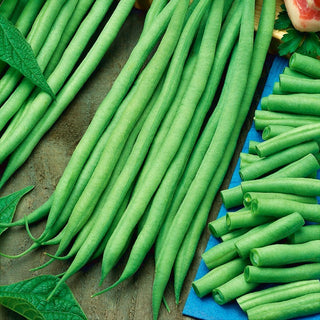 Haricot nain Bona - Pleine et fiable au jardin - 500 g
