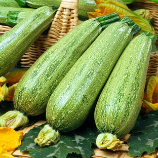 Courgette - Nimba - Prête à récolter en 40 jours - Grand sachet - 100 g