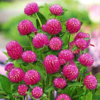 Gomphrena Globosa - Pourpre - Fleurs sphériques aux tons pourpres - Gomphrena globosa