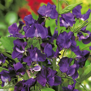 Pois de Senteur - Bleu Marine - Fleurs magnifiques attirant les papillons - Lathyrus odoratus
