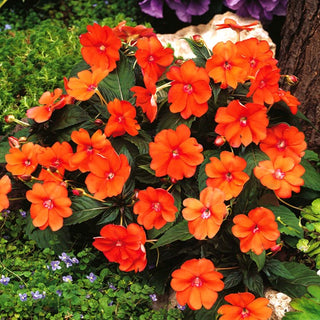 Impatiente de Waller Orange - Contraste de couleurs attrayant - Impatiens walleriana