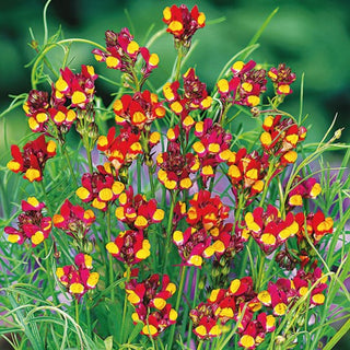 Linarie - Cordoba - Couleurs intenses, floraison abondante - Linaria reticulata - Graines Premium