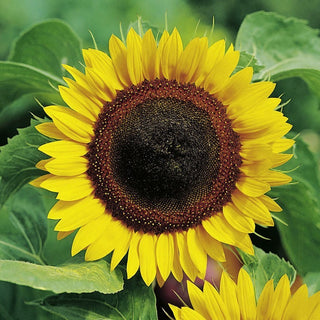 Sunflower - King of Snacks and Garden Decoration! - Helianthus Annuus - Premium Seeds