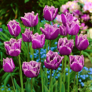 Tulipe - American Eagle - Tulipa - Touffes denses et compactes, culture facile - 5 bulbes