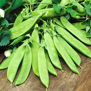 Pois Mangetout Carouby - Convient à la cuisson et aux salades