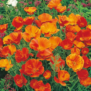 Eschscholzia de Californie - Mikado - Éclat coloré fascinant - Eschscholzia californica