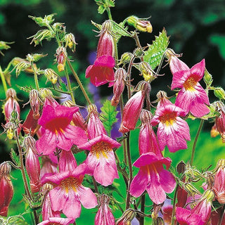 Rehmannia - Fleurs longues, tubulaires, au style naturaliste - Rehmannia angulata - Graines Premium