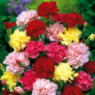 Oeillet des fleuristes - Vienna Mélange - Mélange résistant à l’été, Fleurs sur tiges robustes - Dianthus caryophyllus