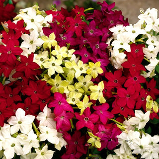 Tabac d'Ornement - Nain Mélange - Fleurs riches et colorées au parfum léger - Nicotiana alata