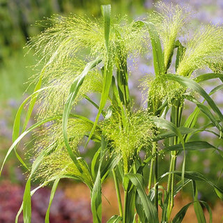 Panicum elegans - Panicules spectaculaires et aériennes - Panicum elegans - Graines Premium