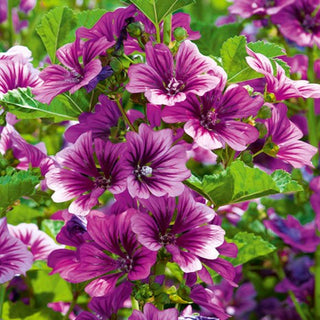 Mauve de Mauritanie - Décorative, pourpre profond - Malva sylvestris L. var. mauritiana - Graines Premium