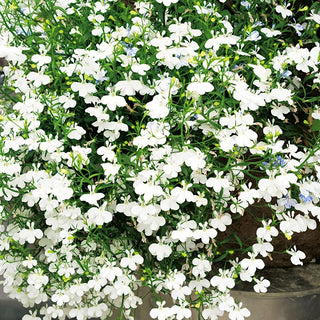 Lobélie retombante - Blanc - Élégante décoration pour terrasses et balcons - Lobelia pendula