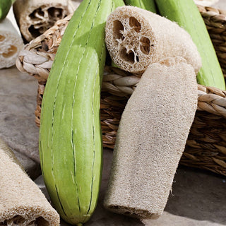 Luffa Gourd, Sponge Gourd - Decorative Climber with Unique Fruits - Luffa cylindrica - Premium Seeds