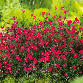 Oeillet deltoïde - Flashing Light - Fleur rouge avec une touche originale - Dianthus deltoides