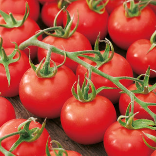 Tomate Dafne F1 - Rendement élevé et résistance, récolte précoce