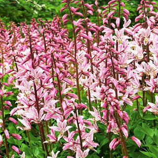 Fraxinelle - Résistante à la sécheresse plante de jardin - Dictamnus fraxinella - Graines Premium