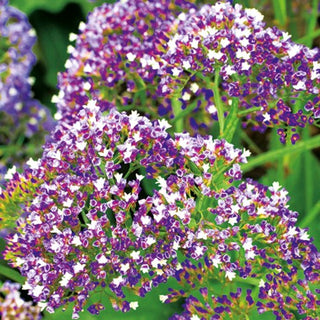 Statice des Canaries - Fleurs épaisses et violettes pour de nombreuses années - Limonium perezii