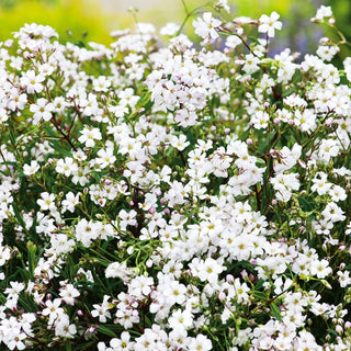 Gypsophile Rampante - Blanc - Décoration subtile pour le jardin - Gypsophila repens