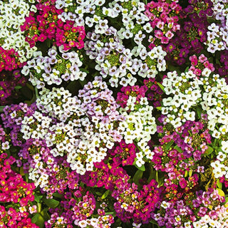 Alysse Odorant - Mélange - Plante étalée, ramifiée et vigoureuse - Lobularia maritima