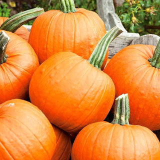 BIO Potiron Jack O'Lantern - Décoration d’automne écologique - Graines Premium