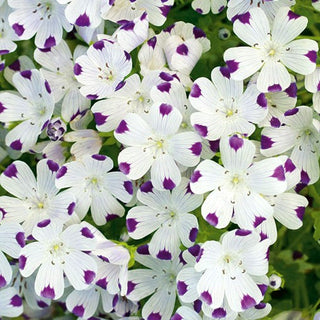 Némophile maculee - Motif intéressant, spectaculaire et originale - Nemophila maculata - Graines Premium
