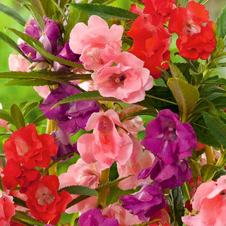 Balsamine des Jardins - Mélange - Annuelle, idéale pour massifs et pots - Impatiens balsamina