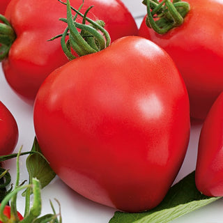 Tomate Herodes - Croissance vigoureuse, rendement élevé, gros fruits