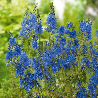 Véronique Germandrée - Couleur intense et éclatante durable - Veronica teucrium - Graines Premium