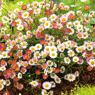 Pâquerette des murailles - Tapis fleuri rose et blanc - Erigeron karvinskianus