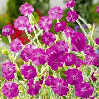 Coquelourde des Jardins - Atout décoratif pour massifs et murets - Lychnis coronaria - Graines Premium