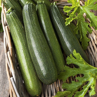 Courgette Astra Polka - Très productive, résistante et pleine de vitamines - Très grand sachet - 500 g